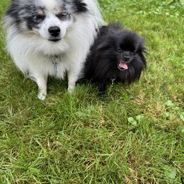 Pomeranian puppies from That Pom Haus