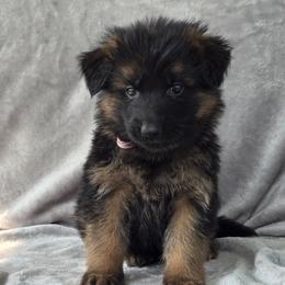 Light Pink Collar Female - Black and red female German Shepherd puppy in Sumner, Iowa from Vom Wilke Kennels