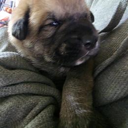 Frankie - Fawn male Spanish Mastiff puppy in Prosperity, Pennsylvania from Prosperity Guardians