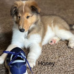 Paisley (Yellow Collar - Sable and white female Collie puppy in Norris City, Illinois from Hoskins Collies