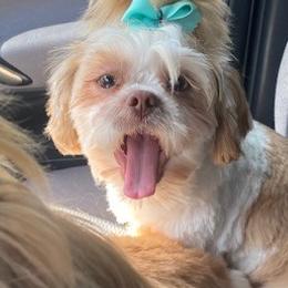 Mal-Shis and Shih Tzus from Wiggle Bottom Shih Tzu/Maltese