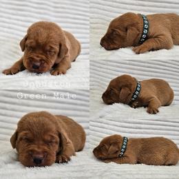 Johnston - Green Collar - Yellow male Labrador Retriever puppy in Boyd, Minnesota from Lindley Labradors