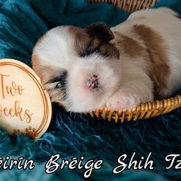AKC Red & White Parti Male - Red and white male Shih Tzu puppy in Las Vegas, Nevada from Beirin Breige Shih Tzus