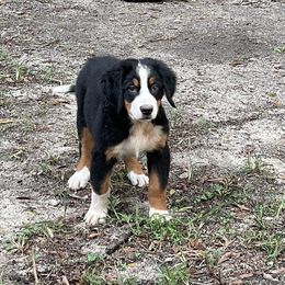 AKC Lime collar - Black rust and white female Bernese Mountain Dog puppy in Comer, Georgia from Water Oak Farm