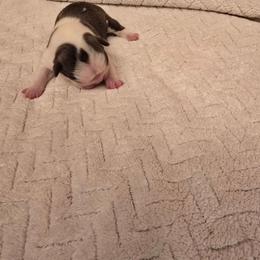 Girl  3 - Blue female Boston Terrier puppy in Walhalla, South Carolina from Dixies  southern  bostons