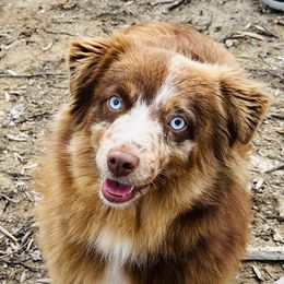 Emmie - Toy Australian Shepherd