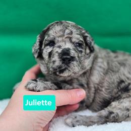 Juliette - Blue merle female Bernedoodle puppy in Summerville, South Carolina from Channys Doodles