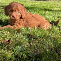Cedar - Red male Cavapoo puppy in Coshocton, Ohio from Forever Family Puppies