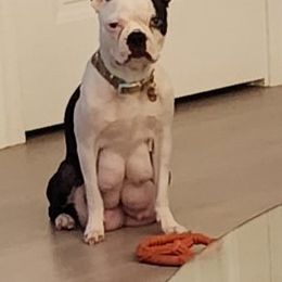 Tallulah - Boston Terrier