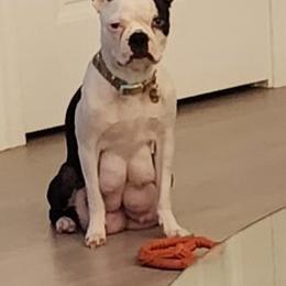 Tallulah - Boston Terrier