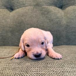 Female puppy pick 3 - Light golden female Golden Retriever puppy in Colville, Washington from Columbia Ridge Goldens