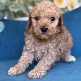 Hillary - Apricot female Goldendoodle puppy in Yuciapa, California from AlltheDoodlez_