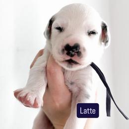 Latte - LUA long coat - White and black female Dalmatian puppy in Davenport, Florida from Sunny Jewels Dalmatians