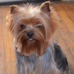 Yorkshire Terriers from DeNofio Yorkies