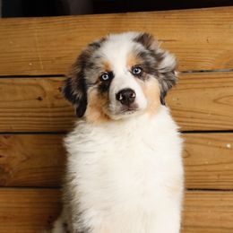 Comet - Blue merle Australian Shepherd puppy in St. Louis, Missouri from Kimmerly Aussies