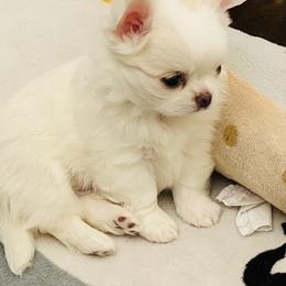 Chihuahua Puppies from Stardom Chihuahuas