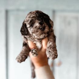 Timber - Merle male Bernedoodle puppy in Shingle Springs, California from Kindred Oak Goldendoodles