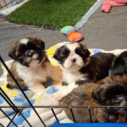 Shih Tzu and Yorkshire Terrier Puppies from Thorntons Fur Crew