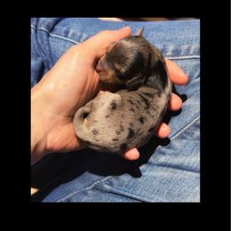 Primrose - Merle female Cavapoo puppy in Battle Lake, Minnesota from Panda Puppies