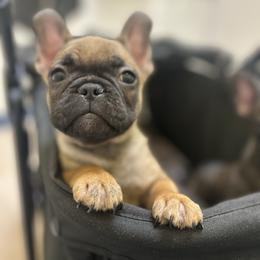 Café Cubano aka Toast - Fawn and white male French Bulldog puppy in Baytown, Texas from Le Grande Bulldogs