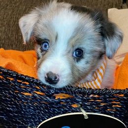 Miniature Australian Shepherd Puppies from Arch Hill Mini Aussies