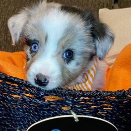 Miniature Australian Shepherd Puppies from Arch Hill Mini Aussies