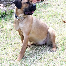Cane Corso from Noble Guard Cane Corso