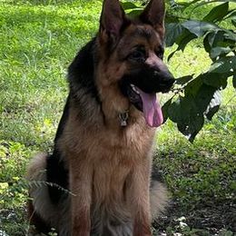 German Shepherds from Grum Majestat's German Shepherds