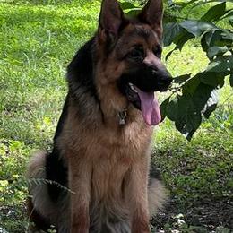German Shepherds from Grum Majestat's German Shepherds