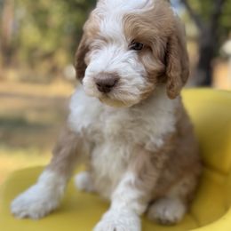 Tex - Red male Bernedoodle puppy in Lookout, California from Remington Kennels, LLC