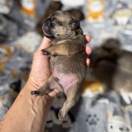 Male 1 - Fawn male French Bulldog puppy in Keeseville, New York from Big Sky Frenchies