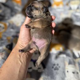 Male 1 - Fawn male French Bulldog puppy in Keeseville, New York from Big Sky Frenchies