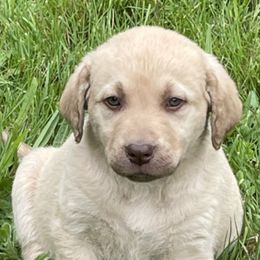 Chesapeake Bay Retrievers from North River Chesapeakes