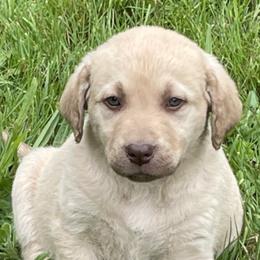 Chesapeake Bay Retrievers from North River Chesapeakes