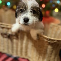 King - Tri-color male Russell Terrier puppy in Lakehills, Texas from Simply Southern Retrievers, LLC