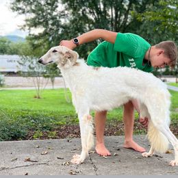 Pachabelle - Borzoi