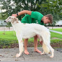 Pachabelle - Borzoi