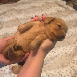 Betsy Ross - Red female Dachshund puppy in Summertown, Tennessee from The Dapper Dachshund