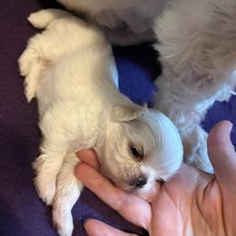Mighty Mouse - Cream and white male Shih Tzu puppy in Fountain, Florida from Simply Shih Tzu