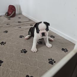 Ernie - Black brindle and white male Boston Terrier puppy in Portland, Indiana from 8 Bar M Ranch LLC.