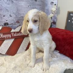 Saint Berdoodle Puppies from Single Barrel Doodles