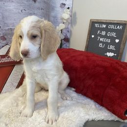 Saint Berdoodle Puppies from Single Barrel Doodles