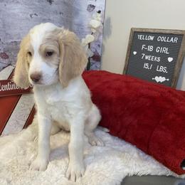 Saint Berdoodle Puppies from Single Barrel Doodles