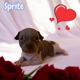 Sprite - White and chocolate male American Hairless Terrier puppy in Arizona City, Arizona from Gaus Hof