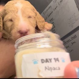 Goldendoodle Puppies from Zany Doodlez