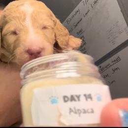 Goldendoodle Puppies from Zany Doodlez