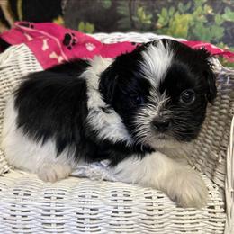 Saddle female black and white new pics - Black and white female Shih Tzu puppy in Missouri from Anna's Babies in the Midwest