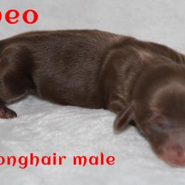 Romeo - Chocolate and tan male Dachshund puppy in Paris, Texas from Kuttin’ Up Mini Aussies