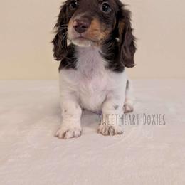 Milhouse Van Houten - Dachshund puppy from Sweetheart Doxies