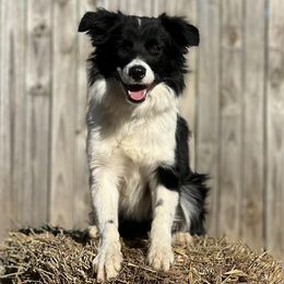 Belgian Malinois and Border Collies from RLSF kennels